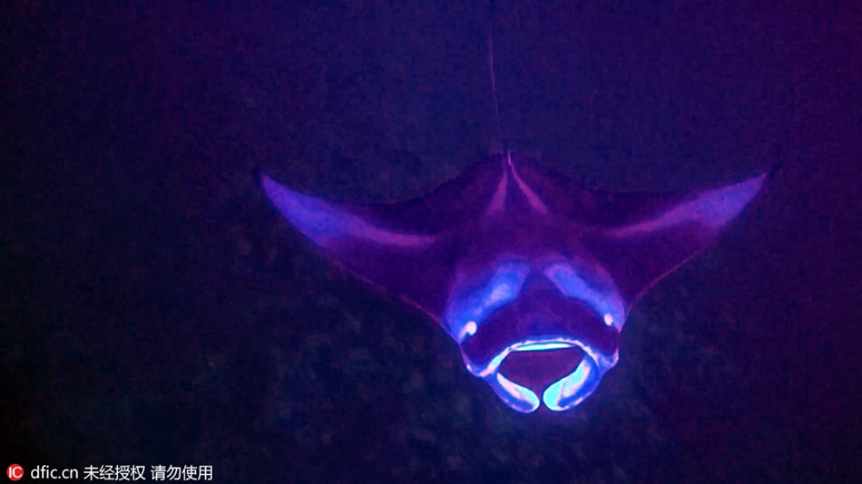 Aliens from outer space? Manta rays in purple light