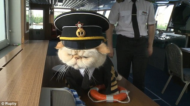 Cat Captain