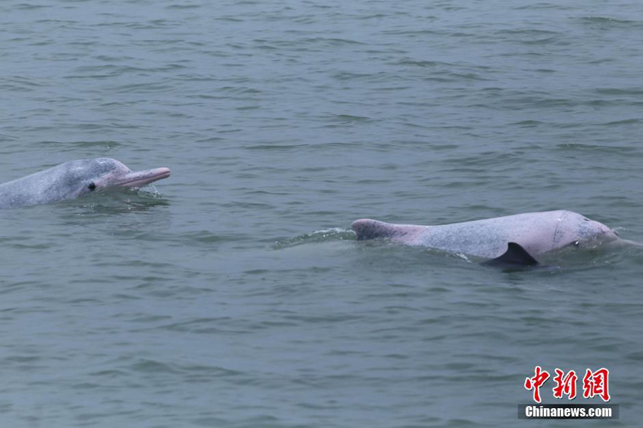 Endangered Chinese White Dolphins Spotted in South China