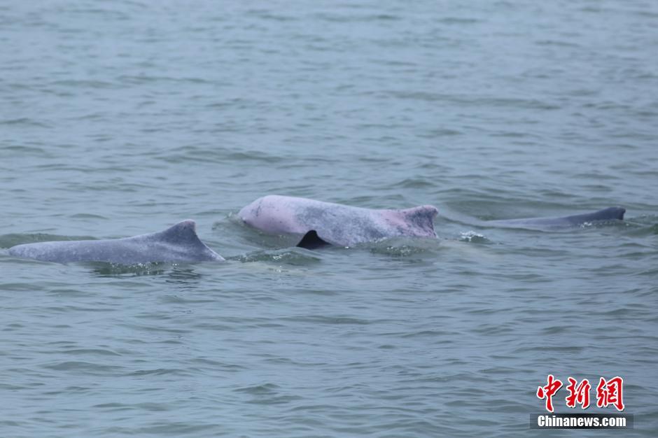 Population of Chinese white dolphins growing in Beibu Gulf