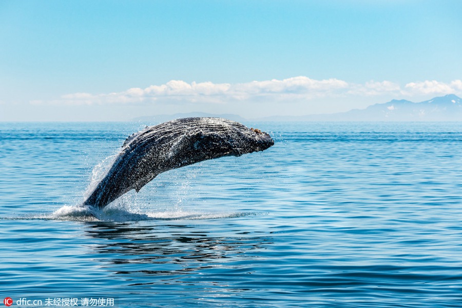 Amazing scene of 30-ton humpback whale leaping out of the sea