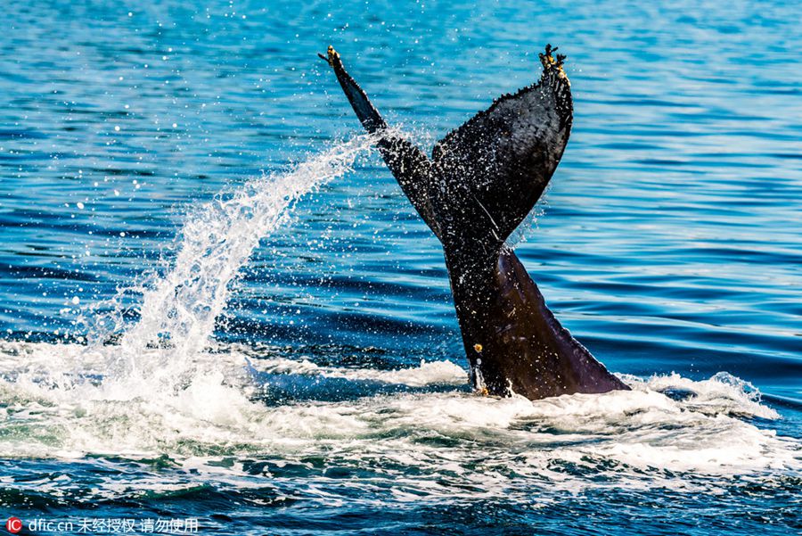 Amazing scene of 30-ton humpback whale leaping out of the sea