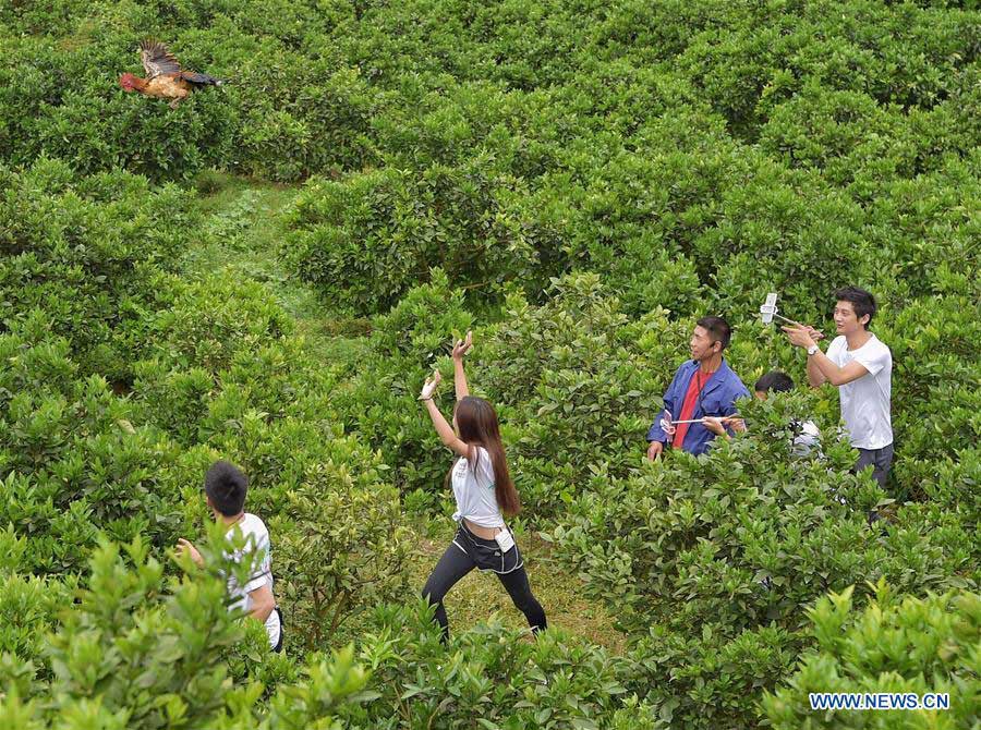 Taobao Kicks off Live-streaming for Agricultural Products in S.W. China