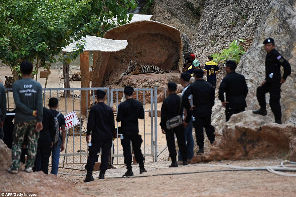 Wildlife officials crack down on Thailand tiger trade: Three big cats removed from Buddhist temple accused of illegally breeding, trafficking and drugging them for tourist shows