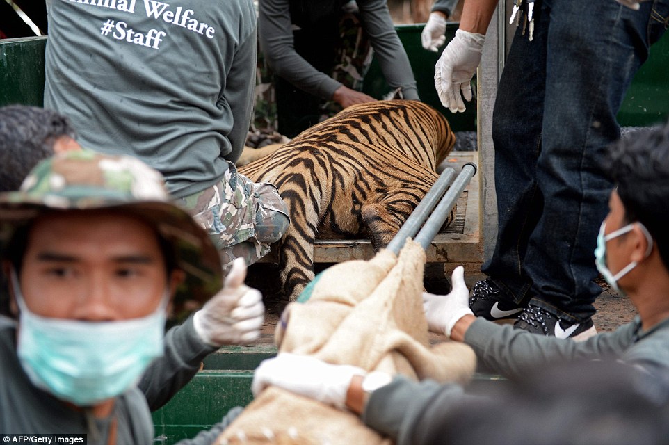 Wildlife officials crack down on Thailand tiger trade: Three big cats removed from Buddhist temple accused of illegally breeding, trafficking and drugging them for tourist shows