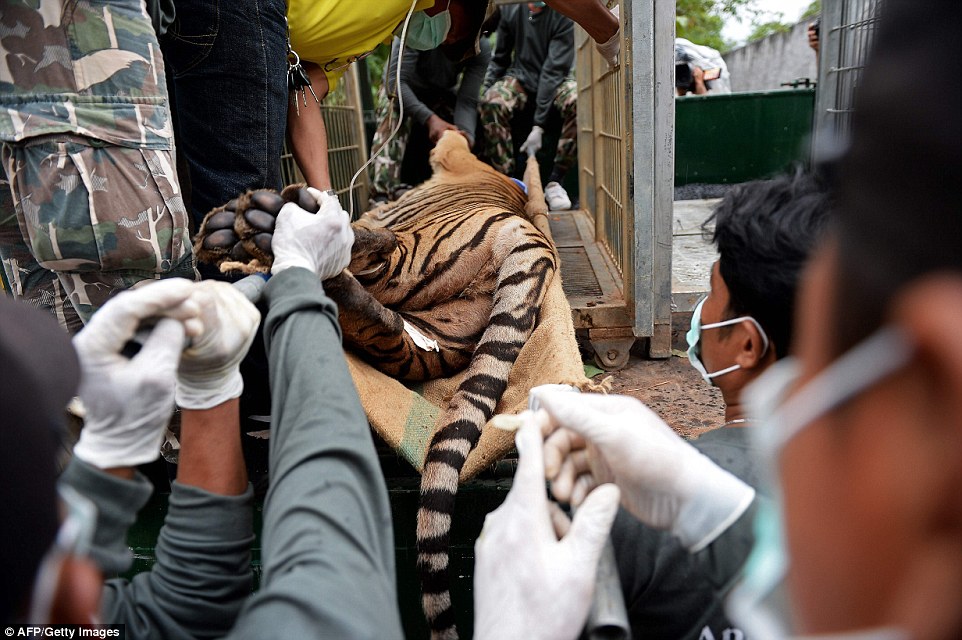Wildlife officials crack down on Thailand tiger trade: Three big cats removed from Buddhist temple accused of illegally breeding, trafficking and drugging them for tourist shows