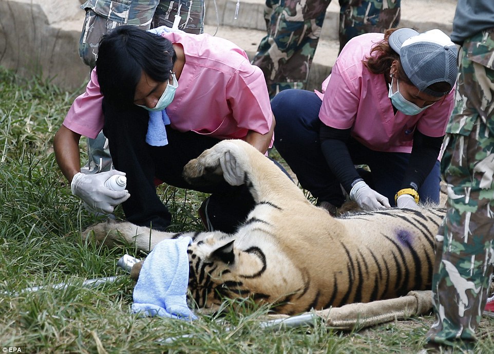 Wildlife officials crack down on Thailand tiger trade: Three big cats removed from Buddhist temple accused of illegally breeding, trafficking and drugging them for tourist shows