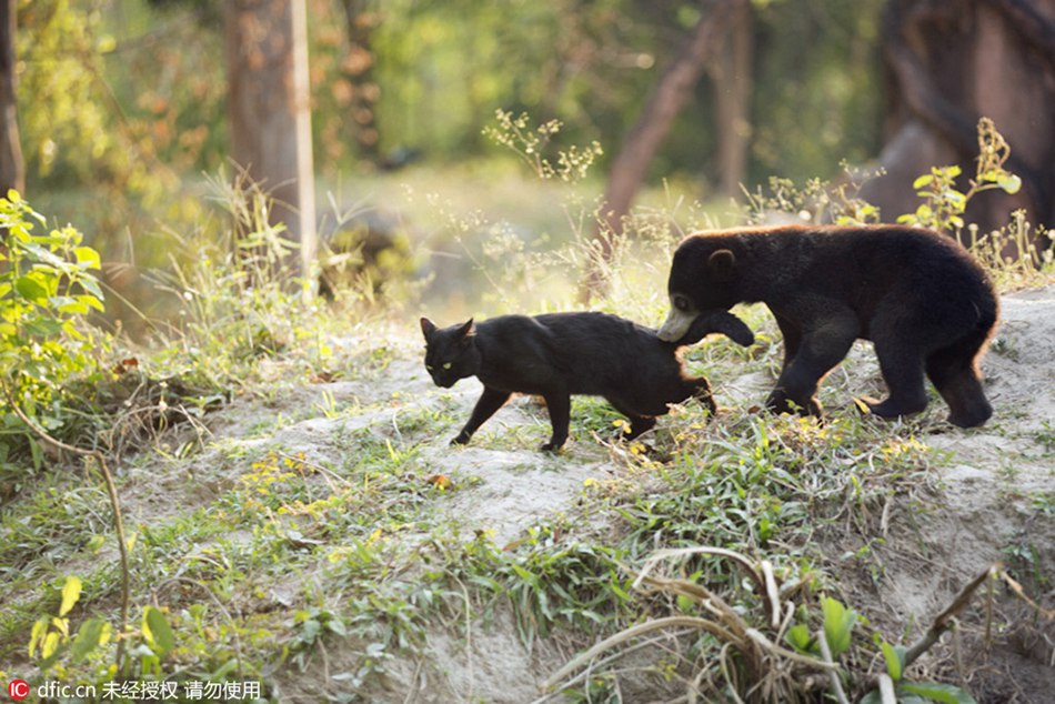 Bear and cat partner up at Thailand wildlife rescue center 