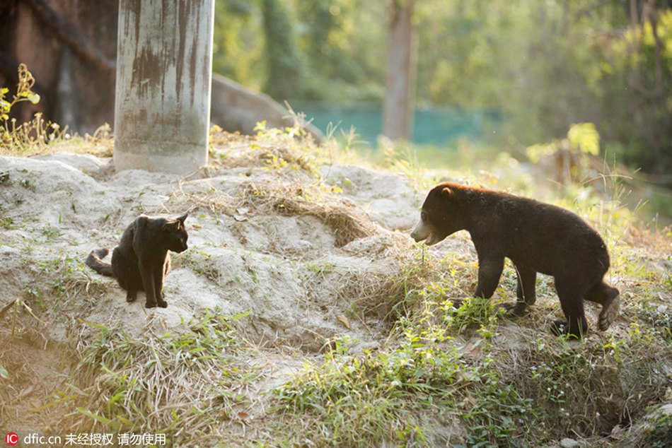 Bear and cat partner up at Thailand wildlife rescue center 