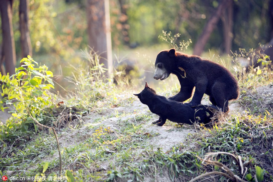 Bear and cat partner up at Thailand wildlife rescue center 