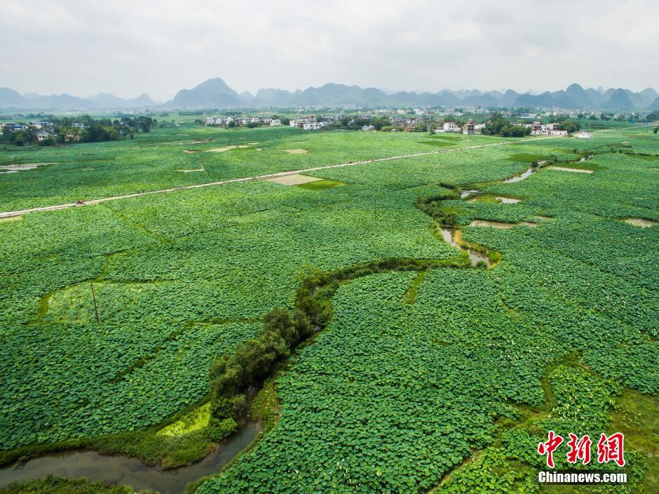 Splendid view of large lotus pool in Guangxi