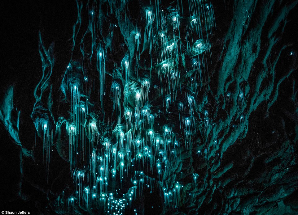 The light fantastic: Spellbinding images show glow worms illuminating a pitch black New Zealand grotto in streaks of turquoise