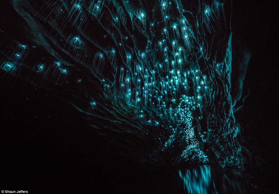 The light fantastic: Spellbinding images show glow worms illuminating a pitch black New Zealand grotto in streaks of turquoise