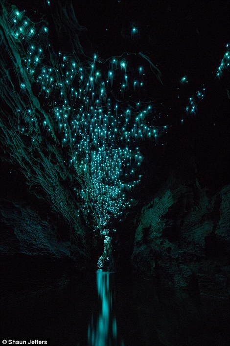 The light fantastic: Spellbinding images show glow worms illuminating a pitch black New Zealand grotto in streaks of turquoise