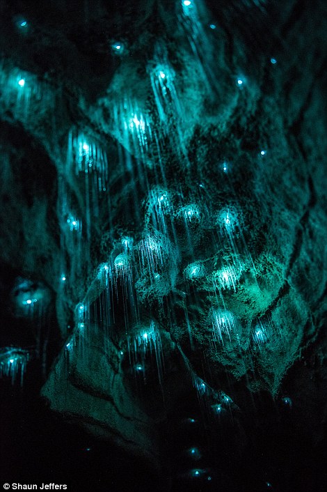 The light fantastic: Spellbinding images show glow worms illuminating a pitch black New Zealand grotto in streaks of turquoise