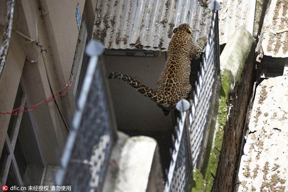 Leopard at large