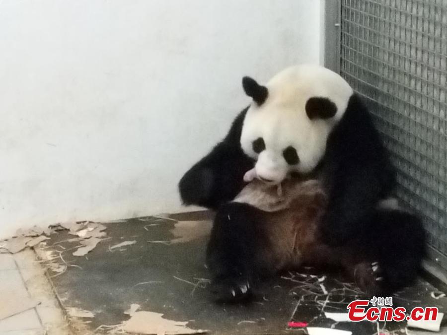 Chinese panda Hao Hao in Belgium gives birth to baby