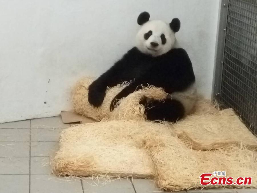 Chinese panda Hao Hao in Belgium gives birth to baby