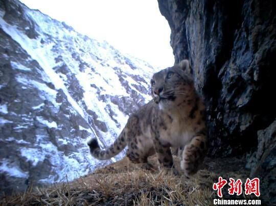 Extremely Rare: 20 Snow ‎Leopard‬ Captured by Camera Traps in NW China