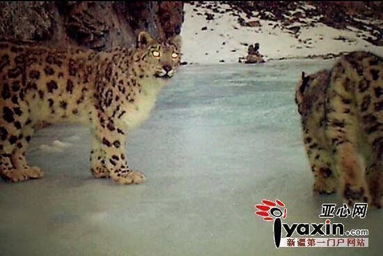 Extremely Rare: 20 Snow ‎Leopard‬ Captured by Camera Traps in NW China