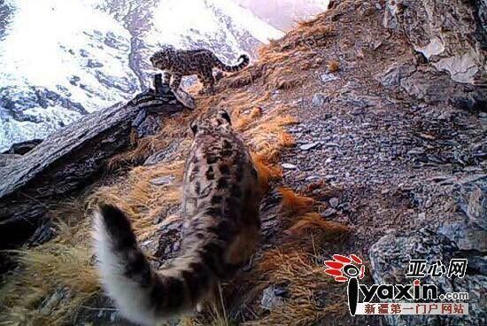 Extremely Rare: 20 Snow ‎Leopard‬ Captured by Camera Traps in NW China