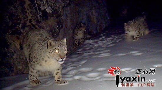 Extremely Rare: 20 Snow ‎Leopard‬ Captured by Camera Traps in NW China