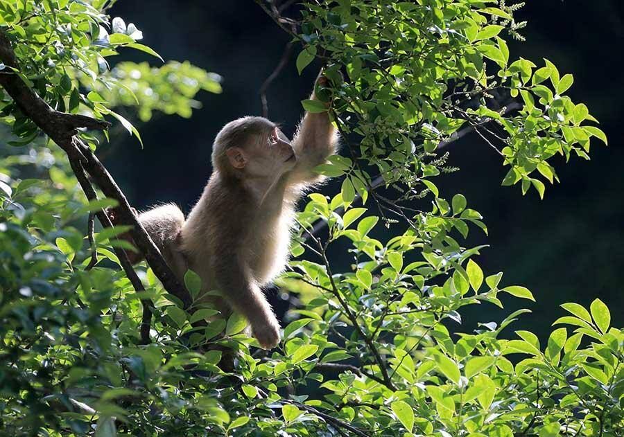 Stump-tailed macaques are a summer delight on Mount Huangshan