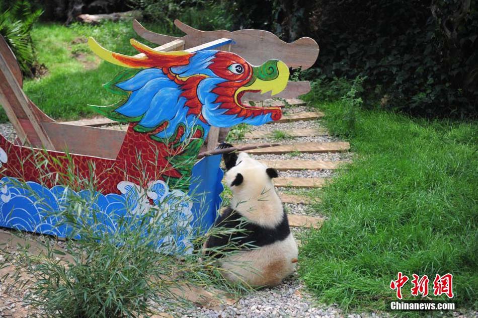 Row your dragon boat, pandas!