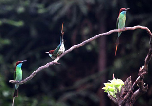 Blue-tailed bee eaters seen in C China