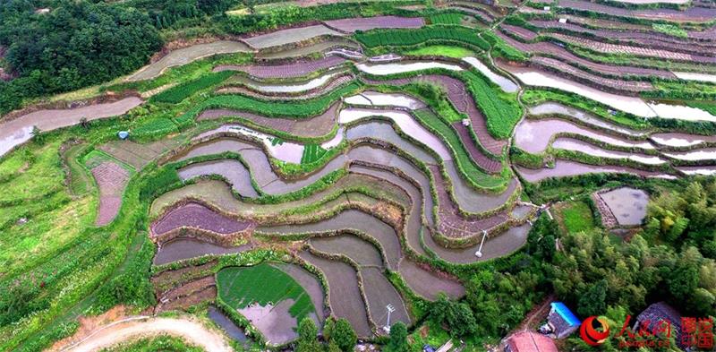 Terraced fields in Zhejiang