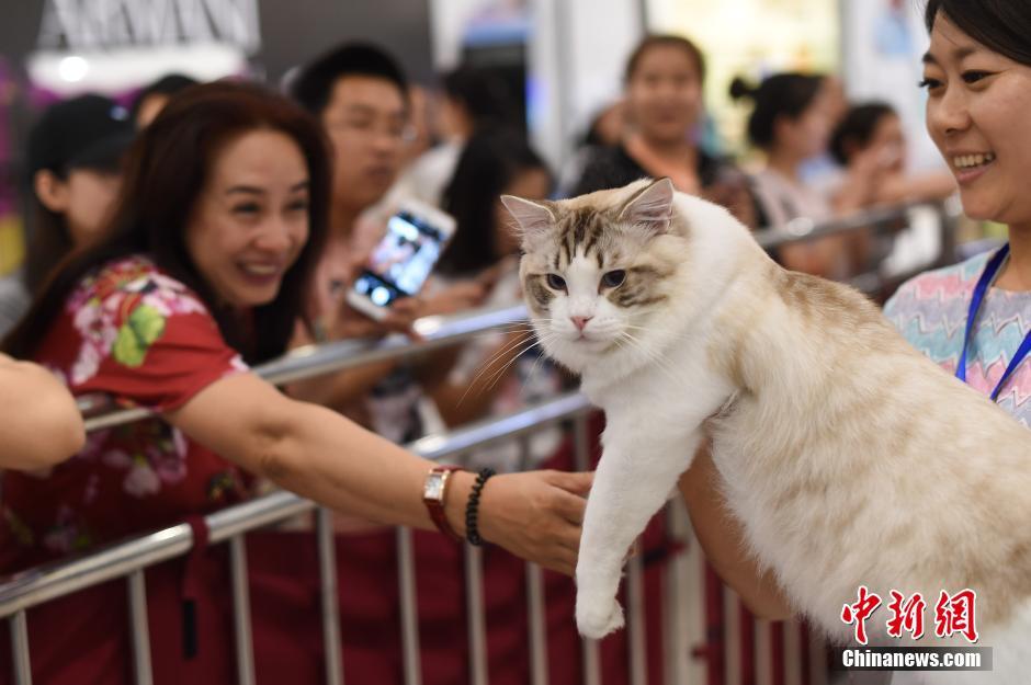 Find your favorites at cat contest in north China