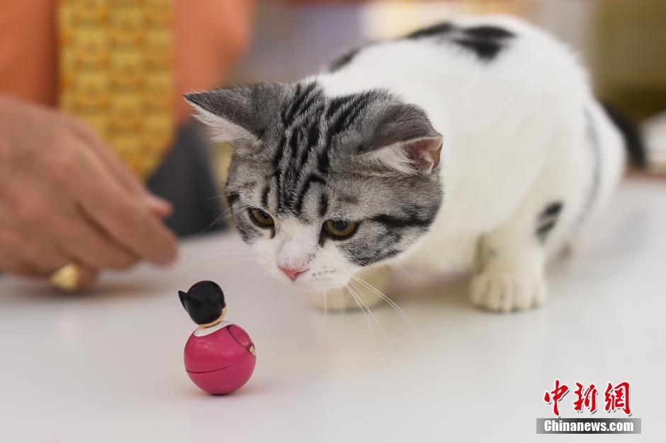 Find your favorites at cat contest in north China