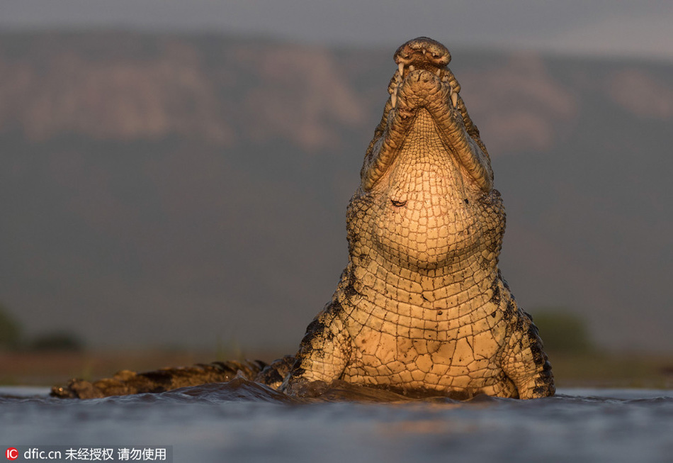 Crocodile with good dining manners