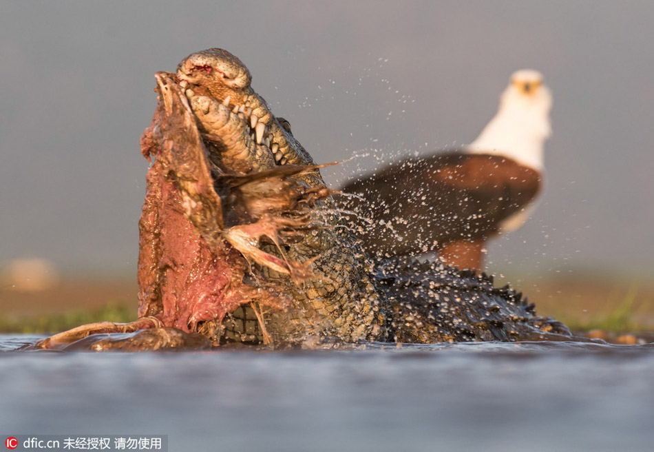 Crocodile with good dining manners