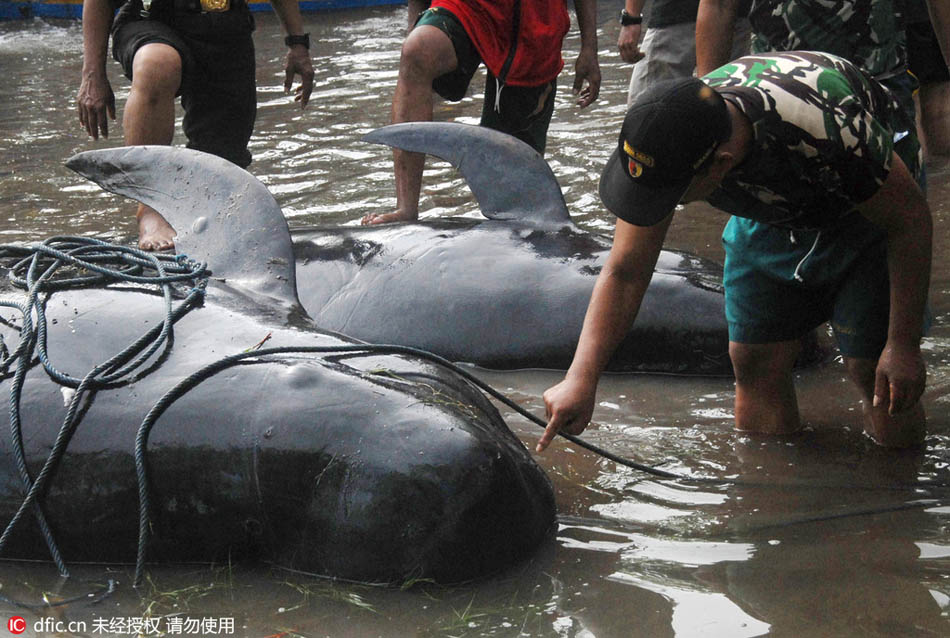 Stranded whales rescued by Indonesians