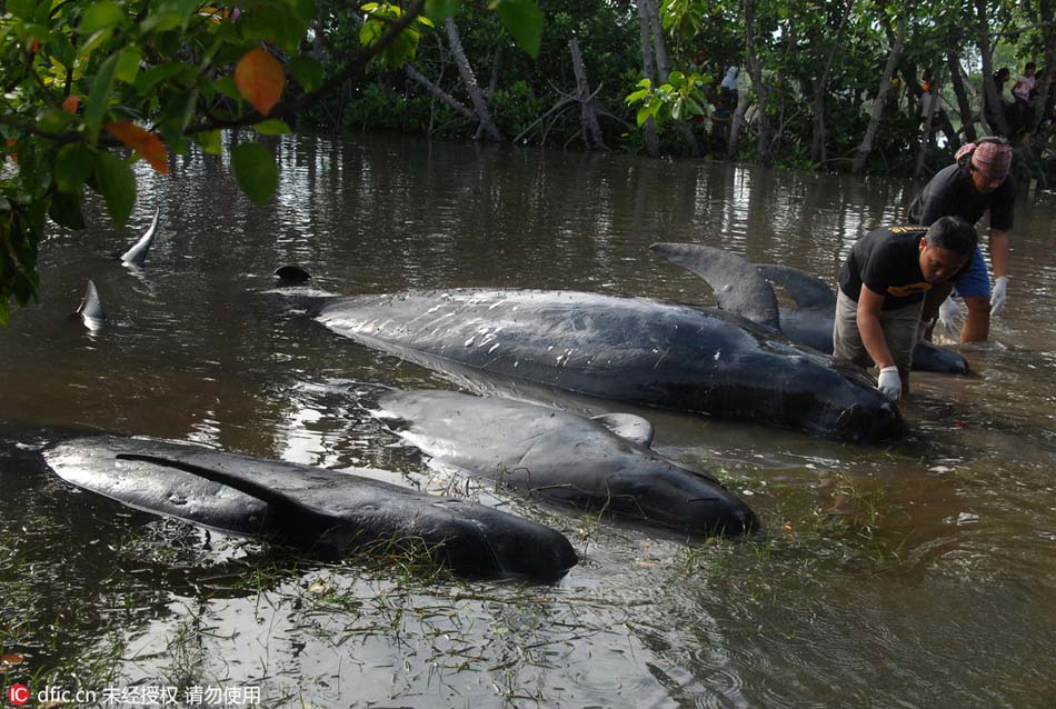 Stranded whales rescued by Indonesians