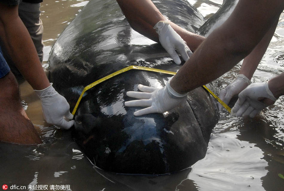 Stranded whales rescued by Indonesians