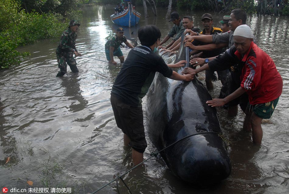 Stranded whales rescued by Indonesians