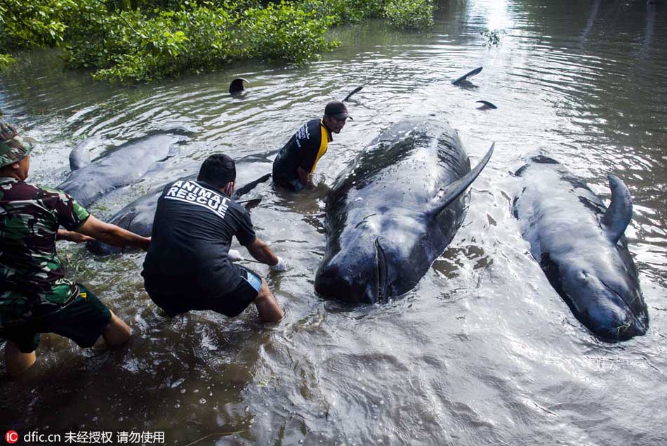 Stranded whales rescued by Indonesians