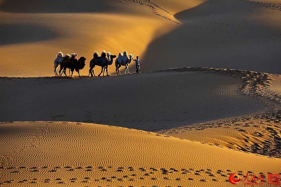 When camel bells ring in Kumtag Desert

