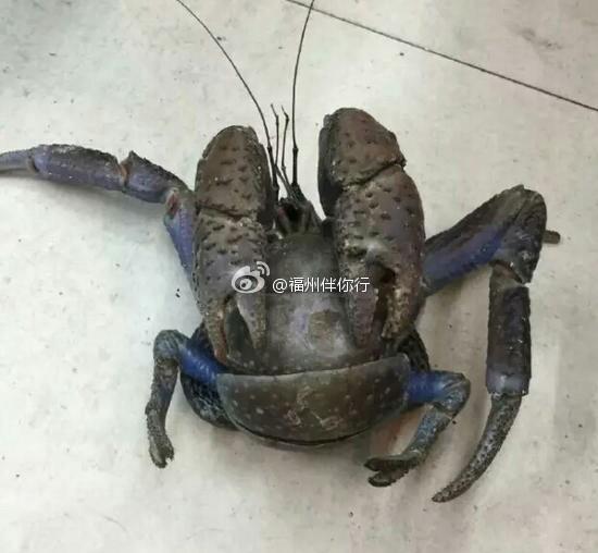 Strange looking crab falls from 5th floor and survives