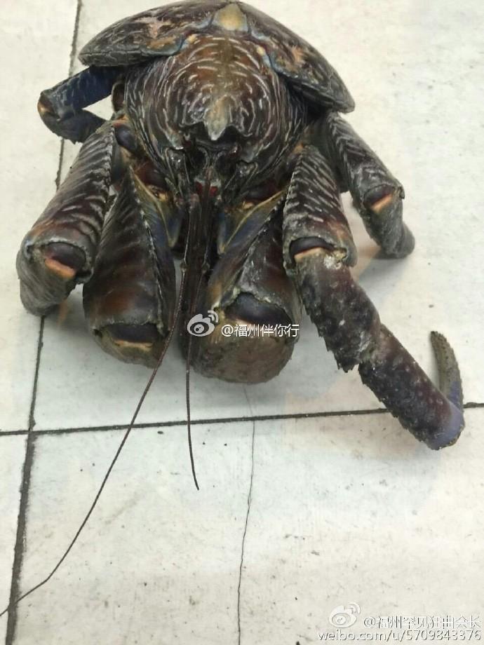 Strange looking crab falls from 5th floor and survives