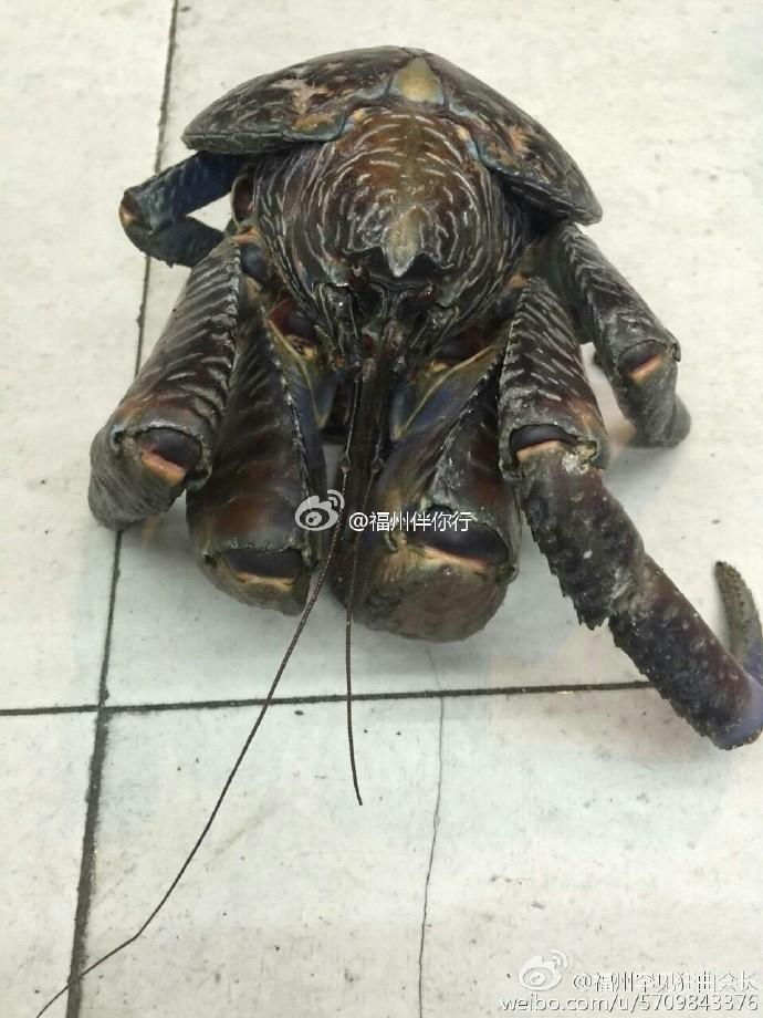Strange looking crab falls from 5th floor and survives