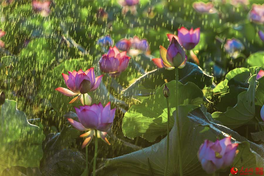 Summer lotus flowers in Haikou