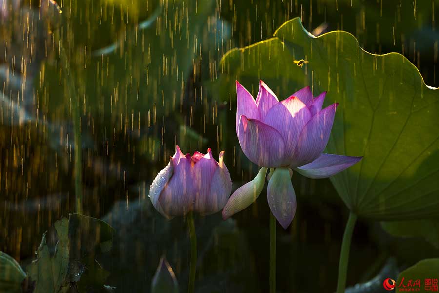 Summer lotus flowers in Haikou