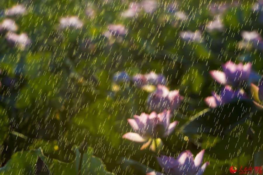 Summer lotus flowers in Haikou