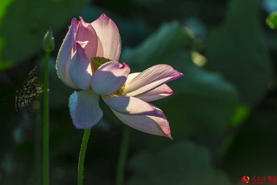 Summer lotus flowers in Haikou