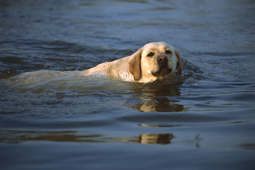 Man drowns after he attempts to test a Labrador’s swimming skills