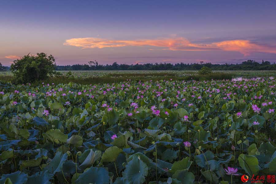 Summer lotus flowers in Haikou