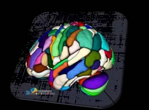 human brain mapping